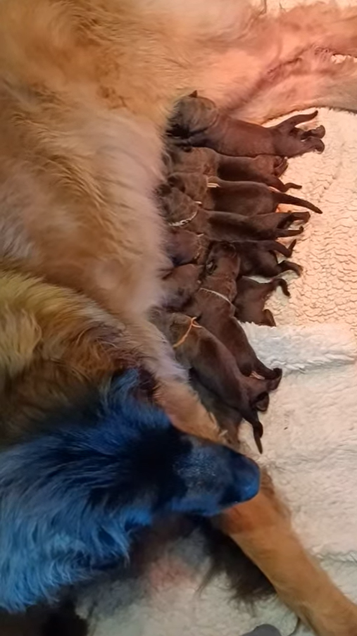 Leonbergers van 't Cortenhof - puppies 2024