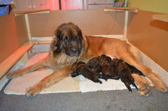 Neenah avec ses chiots Neenah avec ses chiots