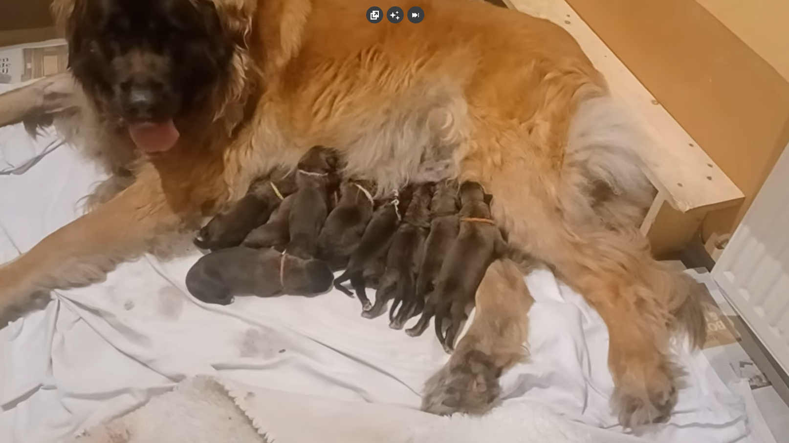 De puppies van Vedra en Wickie